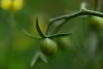 Tomatoes grow and ripen in the garden
