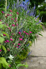 Colorful flowers in the garden, perennials.

