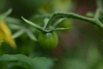 Tomatoes grow and ripen in the garden
