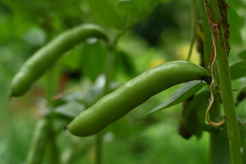The pods of the broad bean, a legume plant.
