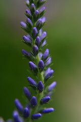 Colorful flowers in the garden, perennials.
