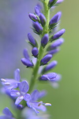 Colorful flowers in the garden, perennials.
