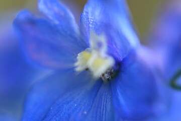 Colorful flowers in the garden, perennials.
