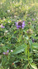 purple flowers in the garden