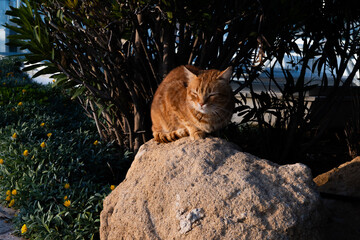 Ginger street cat sitting on a stone in Cyprus. Concept of local stray cats commonly seen in...