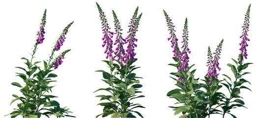 Set of Digitalis purpurea (the foxglove or common foxglove) flowering frontal isolated png on a transparent background perfectly cutout