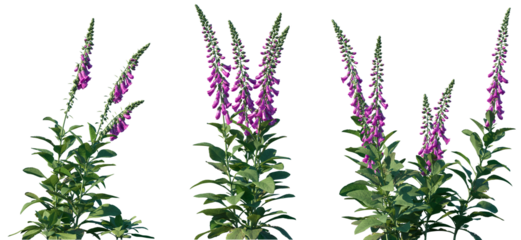 Set of Digitalis purpurea (the foxglove or common foxglove) flowering frontal isolated png on a transparent background perfectly cutout