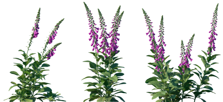 Set of Digitalis purpurea (the foxglove or common foxglove) flowering frontal isolated png on a transparent background perfectly cutout