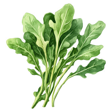 Fresh rocket arugula lettuce leaves in watercolor botanical illustration style.