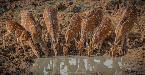 Giraffe on the Ground