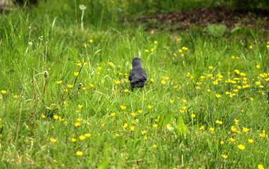 Black Bird setting at the grass