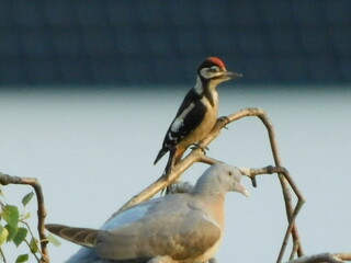 Woodpecker on a branch