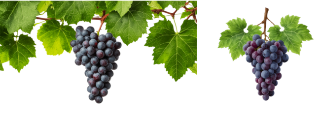 Bunch of grapes with vine on transparent background.
Image of bunch of grapes with green vine isolated on transparent background. Detailed leaves, natural texture of berries and natural colors make th