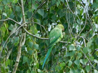 green parrot on branch