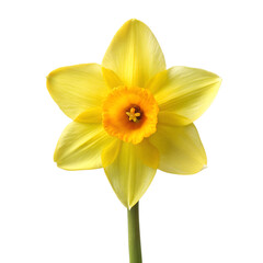 Fototapeta premium Miniature Daffodil Without Text isolated on transparent background