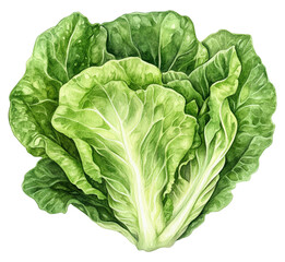 Fresh green coral lettuce with frilled leaves in watercolor botanical illustration style.