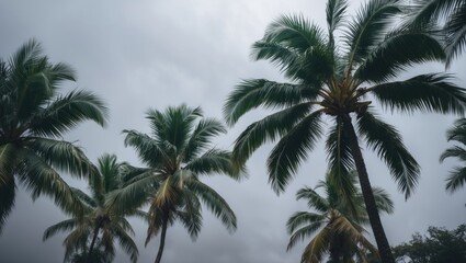 Obraz premium Group of palm trees with dark clouds in the sky, tropical landscape.