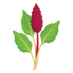 amaranth vegetable  isolated  on white background