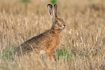 Wild rabbit in the agriculture field