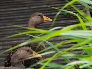 Goose Portrait
