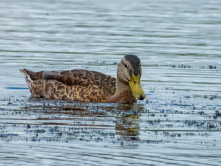 Duck on the river