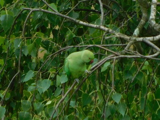 parrots on a branch