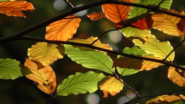 Beech Tree Leaves (Fagus sylvatica) in Autumn