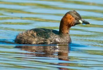 Little Grebe on the river