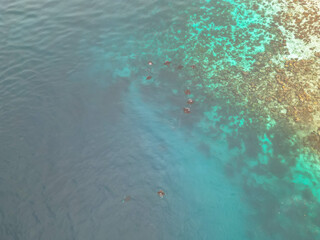 School of Manta Rays Swimming Alongside a Vibrant Coral Reef in Clear Tropical Waters of Indonesia