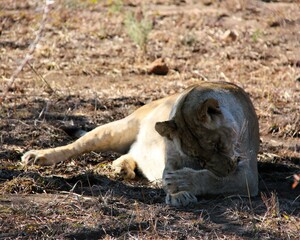 A lioness washing herself
