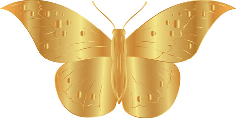 vector butterfly drawings. 3d illustration images.