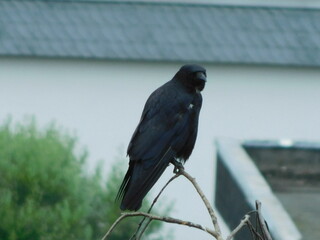Crow on a branch
