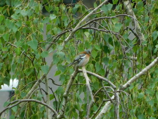 robin on a branch