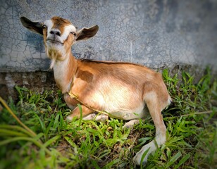 A brown and white goat sitting peacefully on green grass near a concrete wall, tied with a rope. Captured in bright daylight, this farm animal portrait highlights rural livestock life.