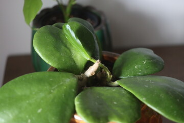 hoya kerrii pnącze hoja