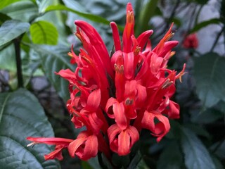 red and yellow flower