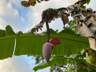 freshly fruited banana