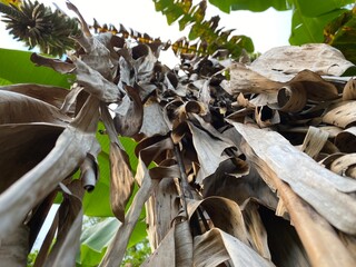 freshly fruited banana
