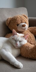 White cat sleeping peacefully with brown teddy bear on sofa