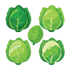 six cabbage vegetable separately set  isolated  on white background