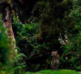 The Sri Lankan Leopard | Ghost of the Highlands
Amidst the misty grasslands and cloud forests of Horton Plains, the Sri Lankan Leopard (Panthera pardus kotiya) 