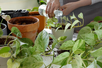 Woman caring for houseplants and watering freshly repotted plant. Plant rehabilitation