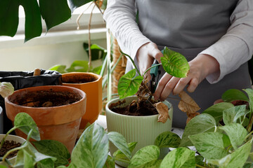 Woman caring for neglected plants, restoring and reviving sick houseplants. Plant rehabilitation