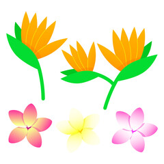 Set of exotic flowers bird of paradise and plumeria