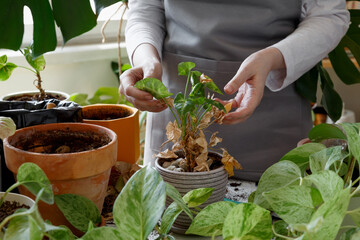 Woman caring for neglected plants, restoring and reviving sick houseplants. Plant rehabilitation