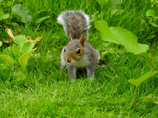 Young Grey Squirrel Searching for Food