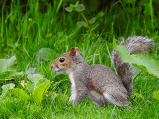 Juvenile Grey Squirrel Looking for Food