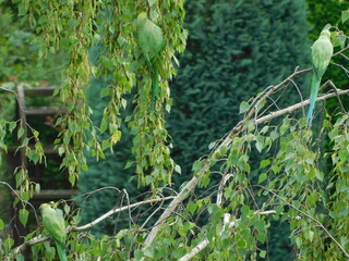 Parrots eat on the tree