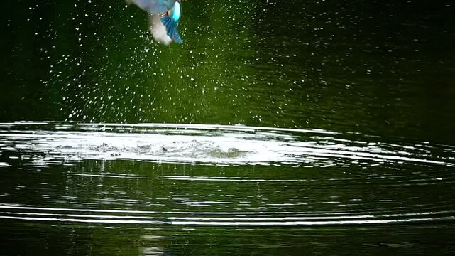 The moment when the kingfisher emerges from the water with its prey precisely. The bird is flying in mid-air with its wings spread out with a small fish in its bright red beak. Drops of water scatter 