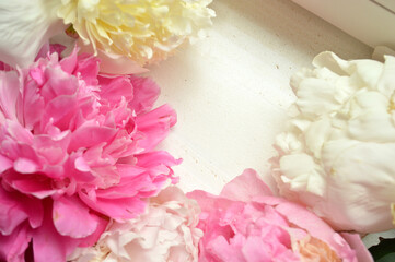 Beautiful pink and white peonies in full bloom, showcasing exquisite detail and freshness.